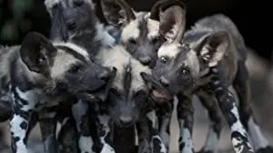 Dogs in the Land of Lions