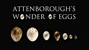 Attenborough's Wonder of Eggs