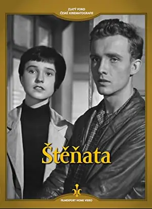 Stenata
