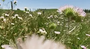 Fiori, fiori, fiori